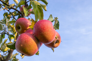 Red ripe apples on tree branch in the garden. Summer, autumn harvesting season. Local fruits, organic farming. Apple trees in fruit orchard against blue sky