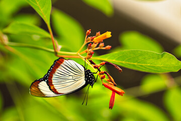 Usambara diadem butterfly closed wings