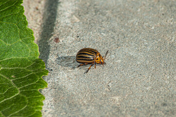 Colorado potato beetle on the sand. Harmful insect isolated on a sand background. Macro