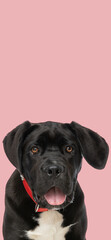 adorable little cane corso puppy with red collar panting