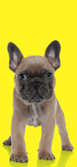 beautiful small french bulldog puppy in front of yellow background