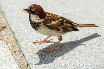 oiseau mange miette