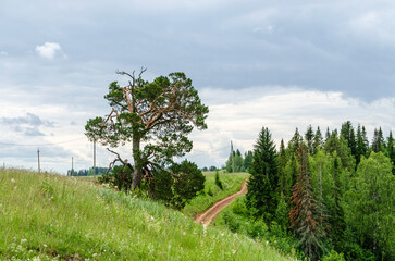 A crooked pine tree against a background of clouds. A tree with a dry crown and green branches...