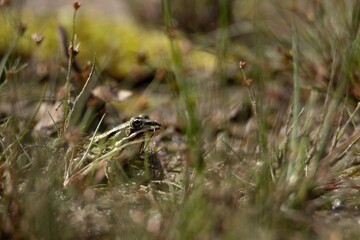 frog in the grass
