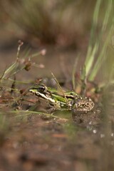 frog in the grass