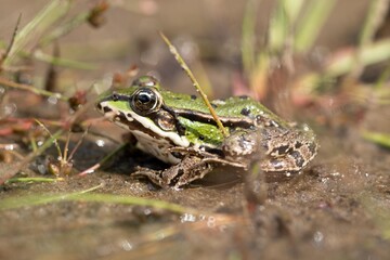 frog on the ground