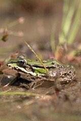 frog in the shallow pond