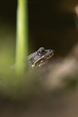 frog in the pond