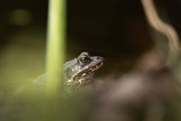 frog in the pond