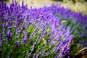 Close up view on a lavender bush