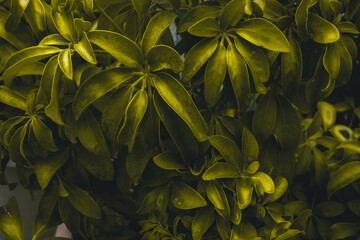 Fototapeta premium green leaves background
