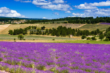 Lavender fields near Sault, Vaucluse, France