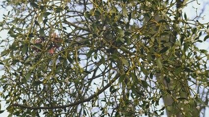 European Mistletoe Viscum Hemiparasitic Plant Album Attached to Tree