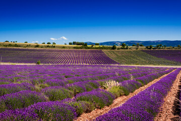Fototapeta na wymiar Geometrical shapes of lavender fields