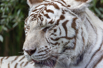 Tigre Blanc 