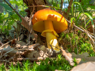 Close up of Amanita Caesarea Mushrooms ( Caesar's Mushroom ) on natural forest background. It is an edible mushroom, very tasty.