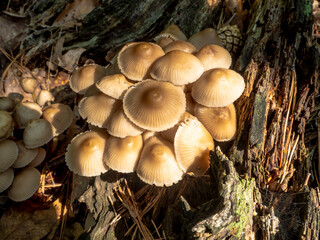 Wild mushroom at big rotten trunk tree that fell down in the deep forest. Parasite mushroom growth on tree.
