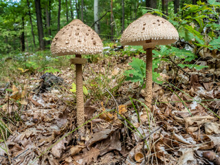 Close up of  parasol mushroom (Macrolepiota procera) on natural forest background. It is an edible mushroom, very tasty.