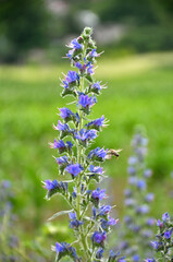 In the field among the herbs bloom Echium vulgare