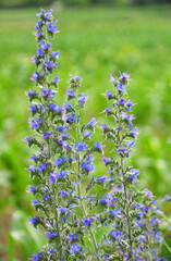 In the field among the herbs bloom Echium vulgare