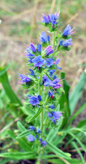 In the field among the herbs bloom Echium vulgare