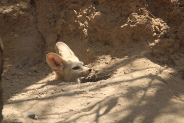 Zorro cuco de arena con grandes orejas asoma cabeza por madriguera