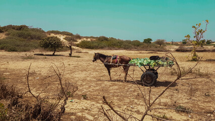 Moyen de transport dans certains villages au Senegal - obrazy, fototapety, plakaty