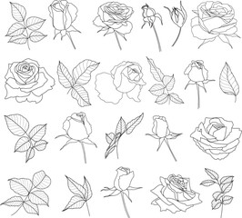 Line flowers hand drawn vector set, blossoming rose buds, closed buds, leaves, branches