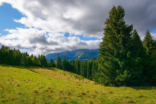 carpathian landscape in autumn. spruce trees on the grassy hill beneath a cloudy sky. rural valley and mountain ridge in the distance. nature scenery in dappled light