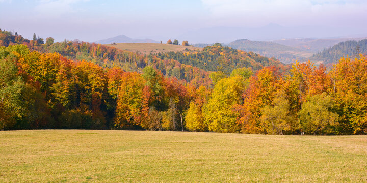 calm autumn morning in carpathian mountains. trees on the grassy hills. sunny autumn scenery of ukrainian countryside. beauty in nature concept