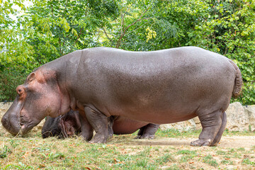 Fototapeta na wymiar Hipopotame
