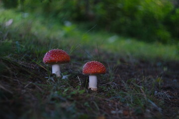 Fly agaric mushroom in the forest