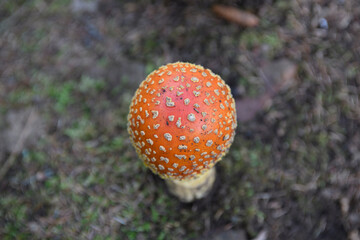fly agaric mushroom in forest