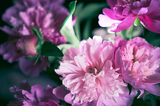 Lots of pink peonies in pastel colors close-up with green leaves, floral pattern. Design concept for a postcard. High quality photo