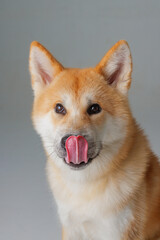 red dog japanese akita inu on a pink background close-up, the concept of love for dogs