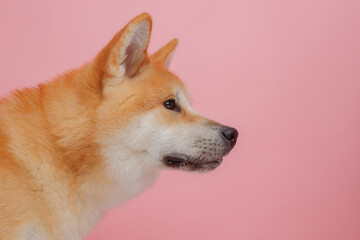 red dog japanese akita inu on a pink background close-up, the concept of love for dogs