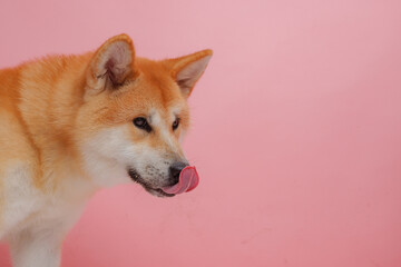 red dog japanese akita inu on a pink background close-up, the concept of love for dogs