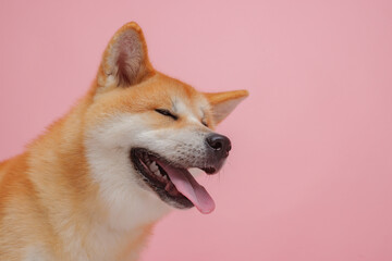 red dog japanese akita inu on a pink background close-up, the concept of love for dogs