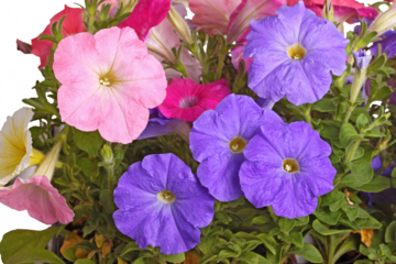Multiple flowers of pink, purple and red petunias (Petunia hybrida) mostly fill the frame