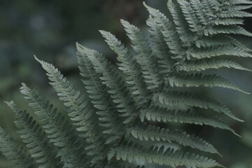 fern in the forest