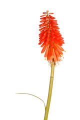Single stem with bright orange flowers of the red hot poker, Kniphofia, also called Tritoma or...