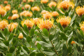 orange and yellow flowers. Pincushion proteas in the Kirstenbosch Botanical Gardens in Cape Town South Africa 