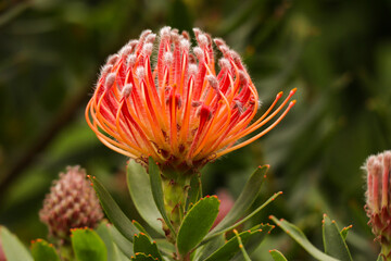 red and yellow flower. Red pincushion protea in the Kirstenbosch Botanical Gardens in Cape Town...