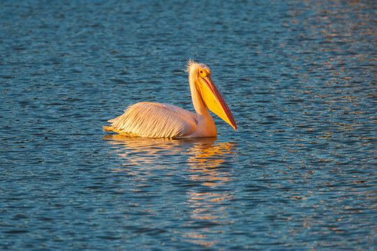 Great white pelican (pelecanus onocrotalus) swimming on the Hardap reservoir in central Namibia at sunrise
