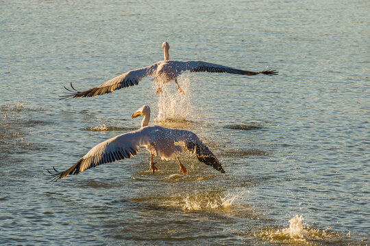 Two Great white pelicans (pelecanus onocrotalus) taking off from the Hardap reservoir in central Namibia