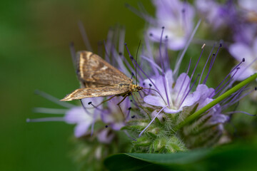 Night butterflies on phacelia flowers. Insects. Noctuidae. Close up.
