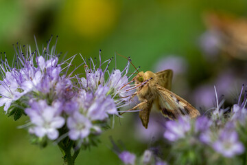 Night butterflies on phacelia flowers. Insects. Noctuidae. Close up.