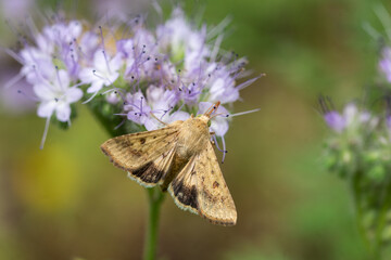 Night butterflies on phacelia flowers. Insects. Noctuidae. Close up.