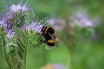 Large large bumblebee on a phacelia flower. Insects. Close up.