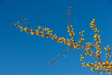 Flowering Camelthorn (Vachellia erioloba) tree; branch of with yellow flowers against blue sky